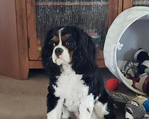 Joey Palmer 11 months old