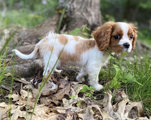 cavalier milo